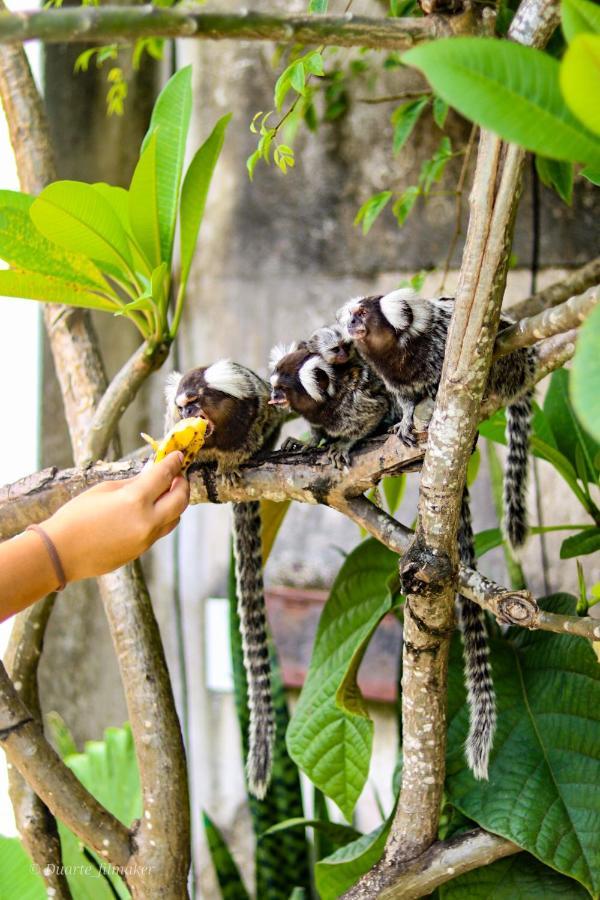 Tropical Hostel Praia de Pipa エクステリア 写真